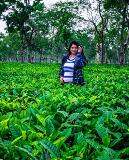 Handunugoda Virgin White Tea Factory